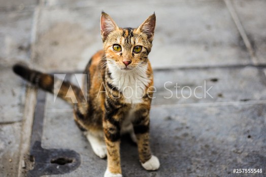 Bild på Street cat
